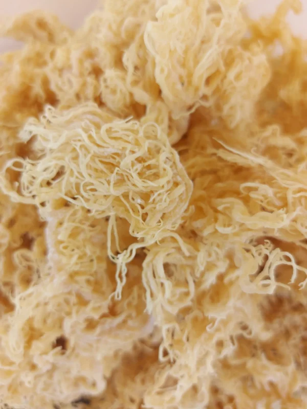 Raw Sea Moss (100g): Gold - Image 2