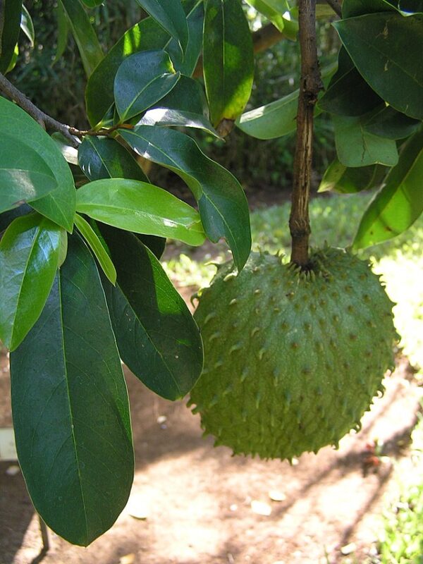 Soursop Leaves (100 units) - Image 4