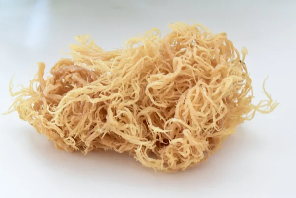 Raw Sea Moss (100g): Gold - Image 3