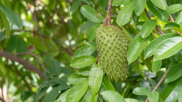 Soursop Leaves (100 units) - Image 3