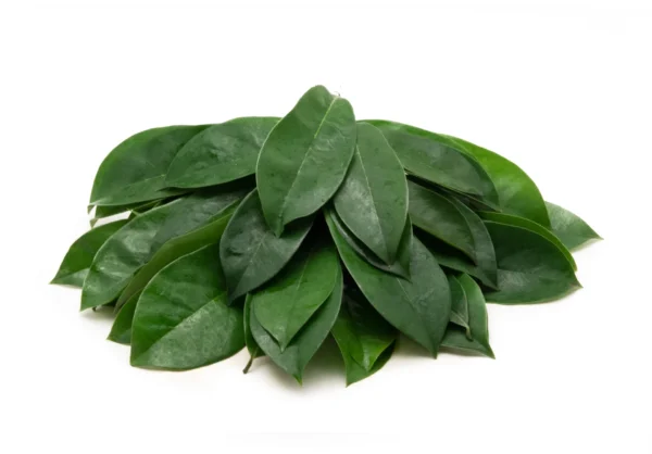 Soursop Leaves (100 units) - Image 2